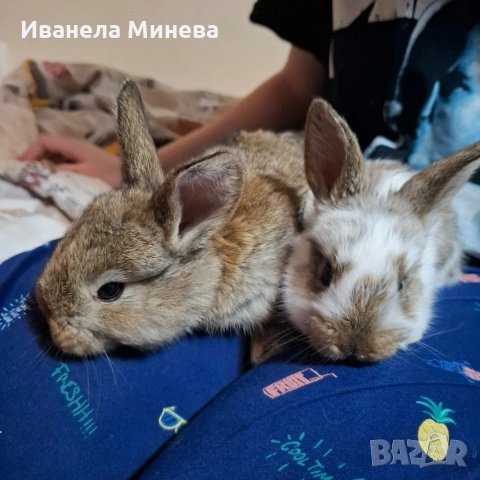 Продавам зайчета, снимка 7 - Други - 54220526
