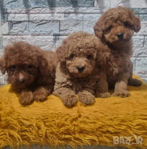 Той Пудел Мини Пудел, снимка 3 - Пудели - 52642530