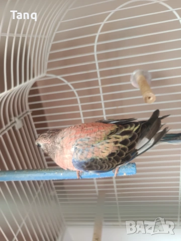 Буркова неофема , снимка 3 - Папагали - 53692104