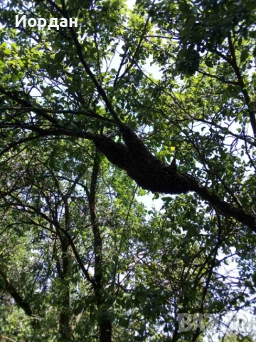 Пчелни отводки 2026, снимка 2 - За пчели - 54209562