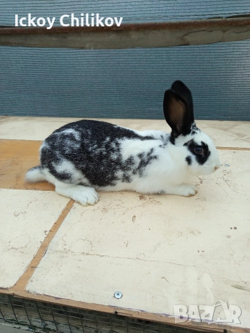 Зайци, снимка 3 - Други животни - 53573501