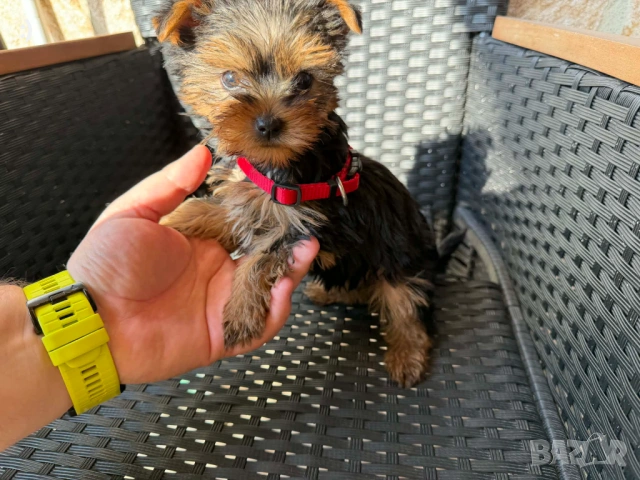 Йоркширски териер Актуално от 16.3.2026