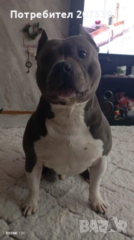 Американско були, снимка 5 - Други - 53963430