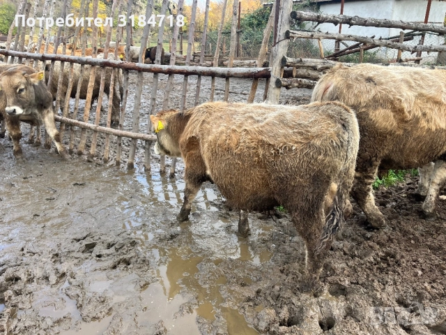 Месодайни Телета за Продан, снимка 8 - Крави - 52479978