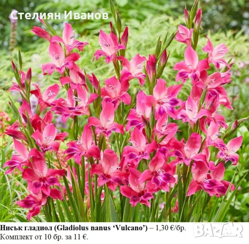 ГЛАДИОЛИ - РАЗЛИЧНИ СОРТОВЕ (ГРУДКИ), снимка 7 - Сортови семена и луковици - 53654337