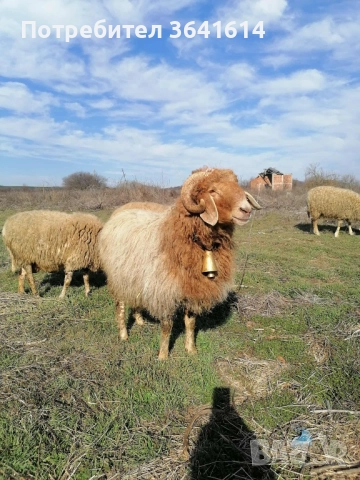 Продава се овен, снимка 2 - Овце - 52435615