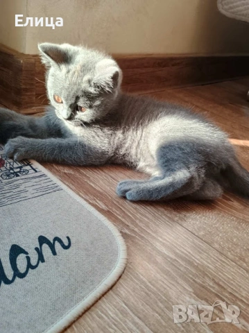 Британски котенца, снимка 4 - Други - 53570127