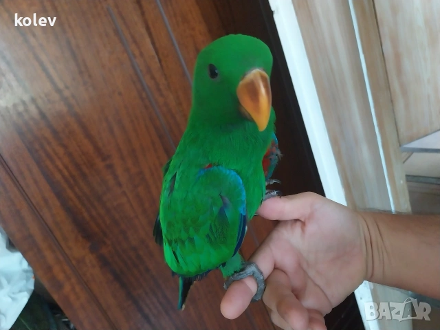 Папагал Еклектус мъжки /бебе , снимка 7 - Папагали - 53571247