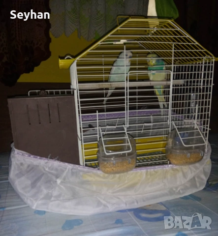 Вълнисти папагали , снимка 2 - Папагали - 54093216