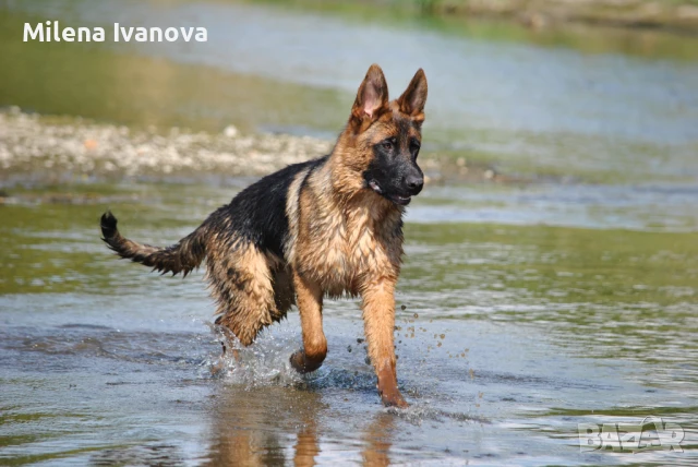 Отлично младо мъжко куче за изложби и развъждане , снимка 1