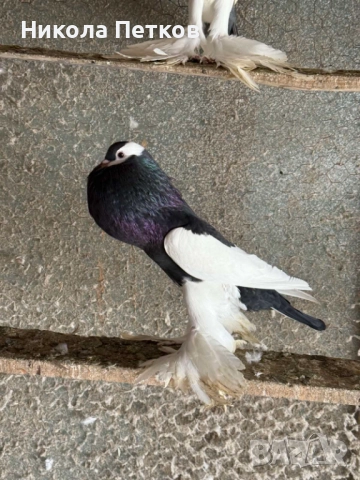  Седлати болани , снимка 8 - Гълъби - 52790834