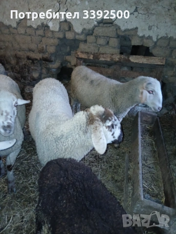 Мъжки Шилета, снимка 5 - Овце - 53296701