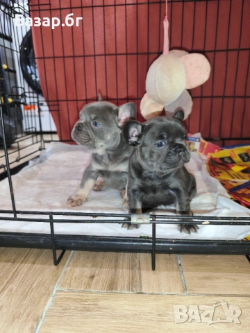 Френско булдоче женско ( флъфи ген), снимка 12 - Френски булдог - 53719888