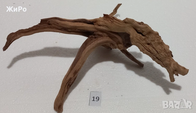 Корен от Азалия /декорация/ 19, снимка 5 - Други - 54093373