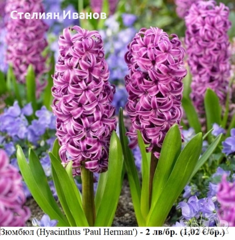 Зюмбюл (Hyacinthus 'Paul Herman') - луковици