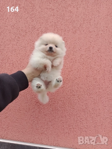 Померани. Снимки от 23.12.25 г.