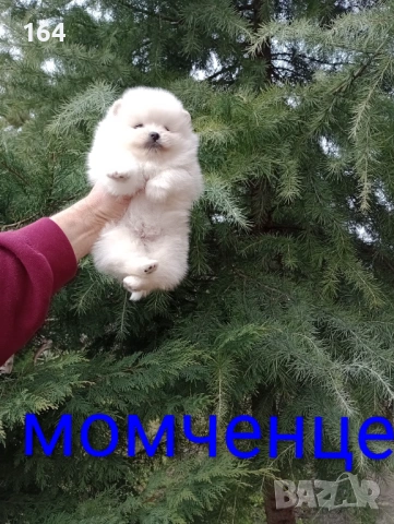 Женски бял Померан. Реални снимки от 28.02.26 г. , снимка 6 - Померан - 53598305