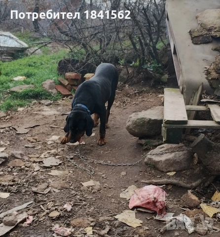 Продават се гончета , снимка 6 - Гонче - 53605190