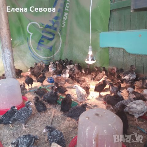 Продавам пилета на различна възраст, ваксинирани, дадено всичко необходимо , снимка 5 - Кокошки и пуйки - 45494079