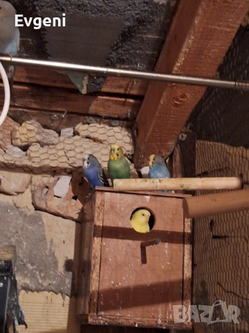 Вълнисти папагали , снимка 10 - Папагали - 51473102