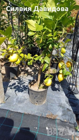 Мандарина, Лимон 