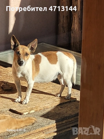 Джак Ръсел , снимка 11 - Джак ръсел териер - 53147122