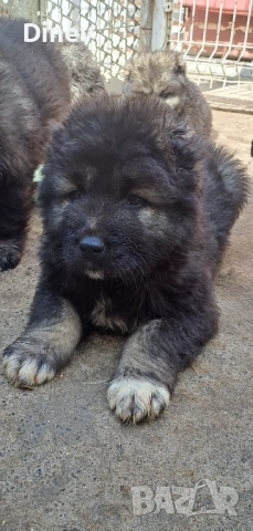 Кавказки овчарки , снимка 2 - Кавказка овчарка - 53990762