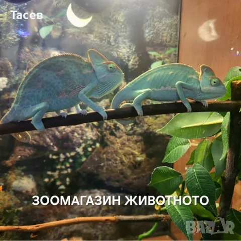 Йеменски хамелеон