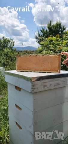 Пчелен мед реколта 2024.От производител цена 6.80кг , снимка 1 - За пчели - 46394355