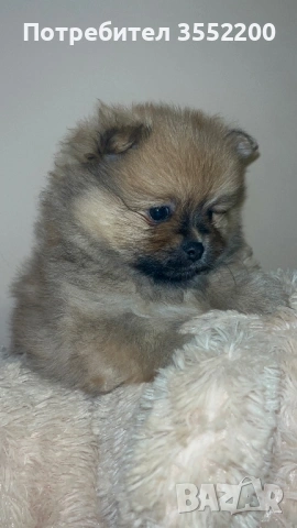 Померанчета, снимка 2 - Померан - 53353866