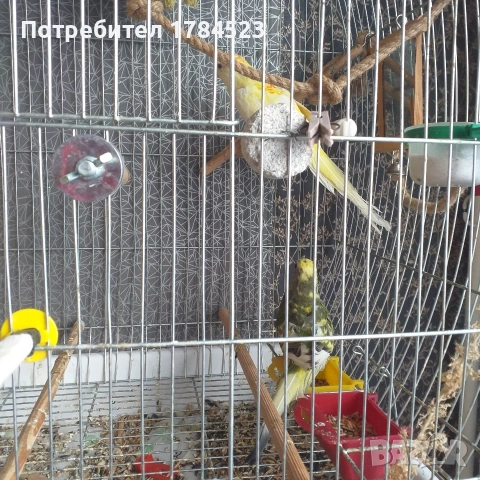 Млади пойни папагали, снимка 3 - Папагали - 53136183