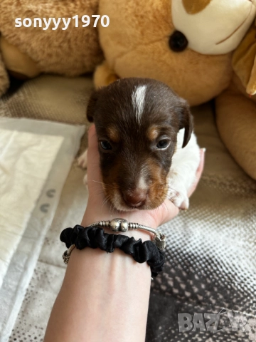 ДЖАК РЪСЕЛ С ПАСПОРТ И ВАКСИНА-ПРОДАВАМЕ 2109250940, снимка 10 - Джак ръсел териер - 51783708