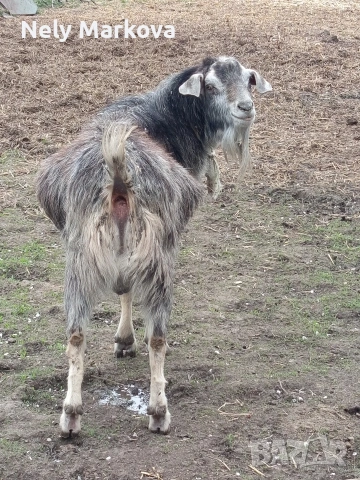 Скопен пърч и кози