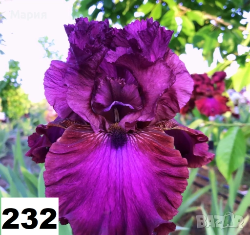 Сортови вискоки ириси /брадати ириси, снимка 3 - Градински цветя и растения - 51459299