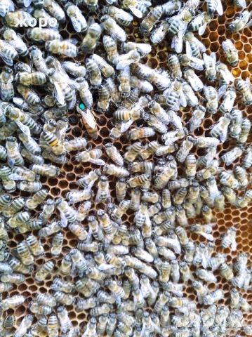 продавам кошери с пчели, пчелни семейства ,Бургас, снимка 4 - Други - 46352091