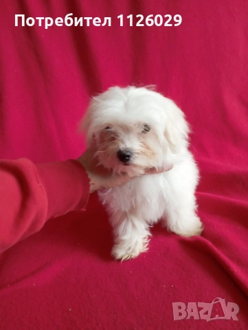 Малтийска болонка 