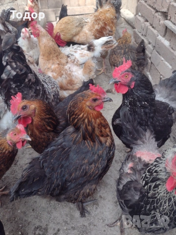 продавам оплодени яйца за люпене , снимка 6 - Кокошки и пуйки - 54273769