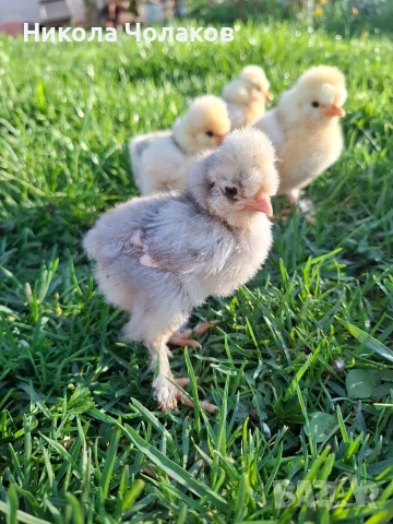 Струмски стандарт пилета , снимка 3 - Кокошки и пуйки - 54298608