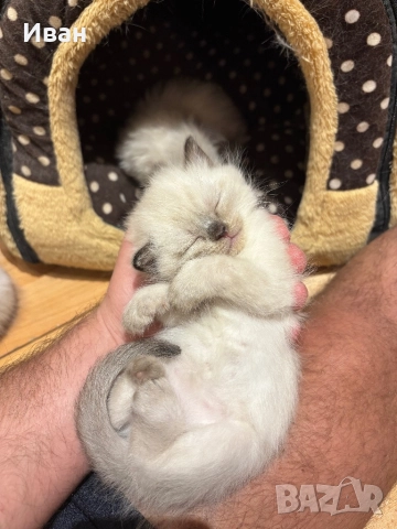 Породисто котенце, снимка 3 - Ангорски - 52003240