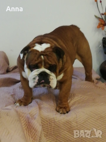английски мъжки булдог за раэплод, снимка 7 - Английски булдог - 53047924