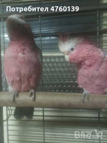 Розово Какаду ръчно хранено, снимка 5 - Папагали - 53814880