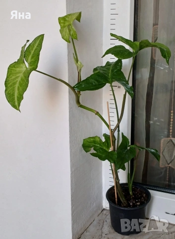 Сингониум - Пеперуда, снимка 3 - Стайни растения - 50637897