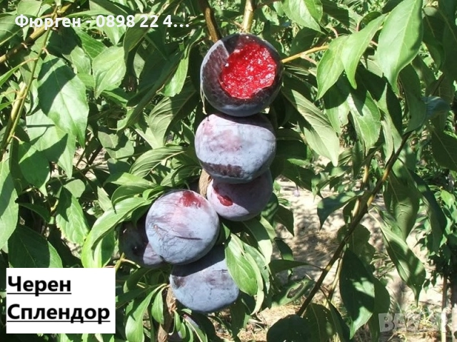 Слива - Налични 4 сорта Анджелино ,Черен диамант (Блек Даймънд) , Черен Сплендор - BLACK SPLENDOR и , снимка 5 - Разсади - 51852300