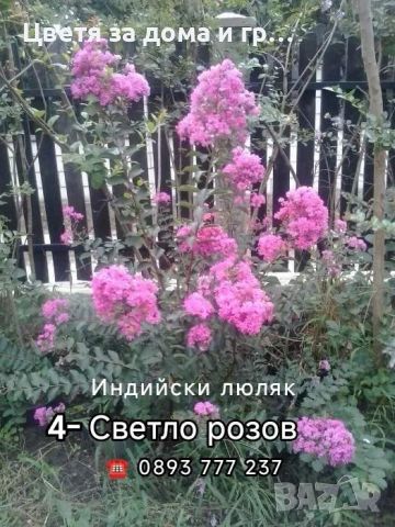 Индийски люляк Lagerstroemia -Светло розов, снимка 3 - Разсади - 46652681