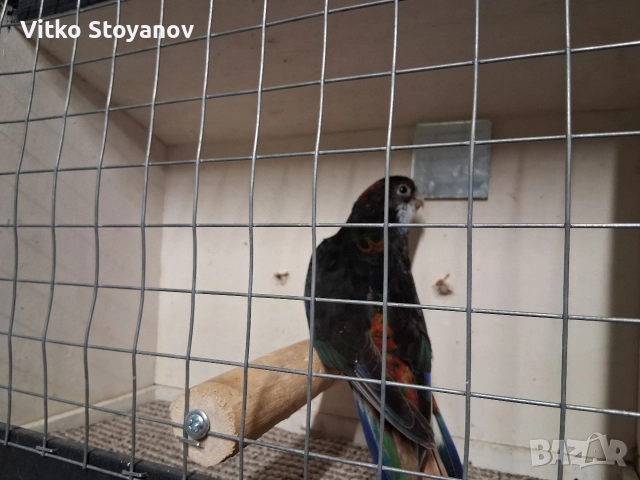 Розела, снимка 5 - Папагали - 48423804