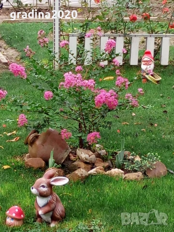 Лагерстремия - индийски люляк Налични 6 вида 