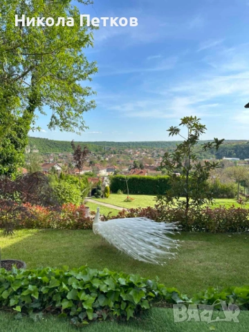 Пауни-бели и арлекин