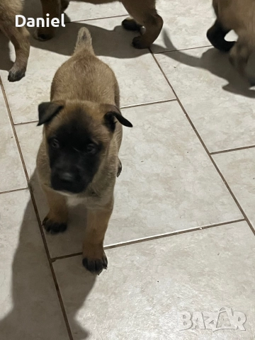 Белгийска овчарка-Малиноа , снимка 4 - Белгийска овчарка - 52623774