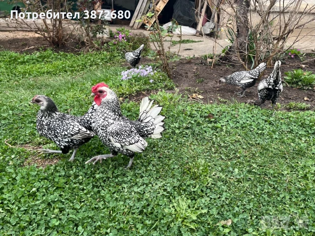 Сребърен зибрайт, снимка 1