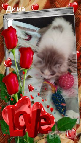 Нови персийски дългокосмести бебета многоцветни разкошни любимци!, снимка 6 - Персийска - 43270451